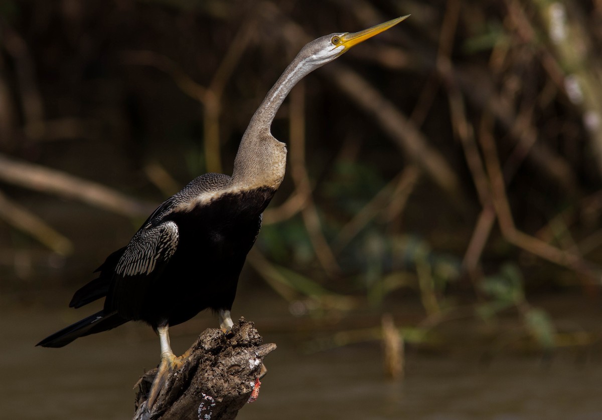 Orient-Schlangenhalsvogel - ML644803186