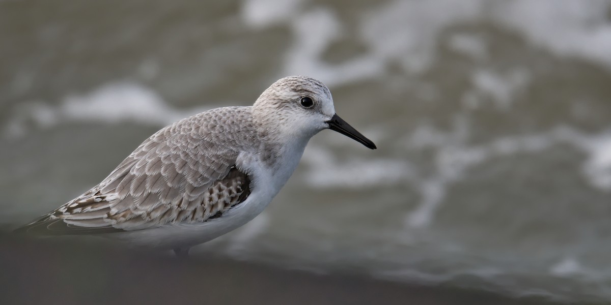 Sanderling - ML644803187
