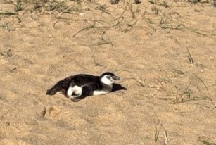 Magellanic Penguin - ML644803188