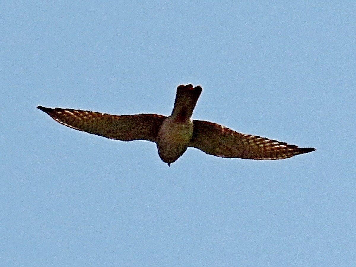 Buntfalke - ML644803193