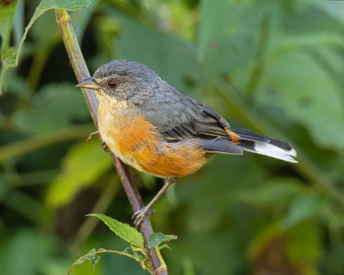 Rotbürzel-Finkentangare - ML644803194