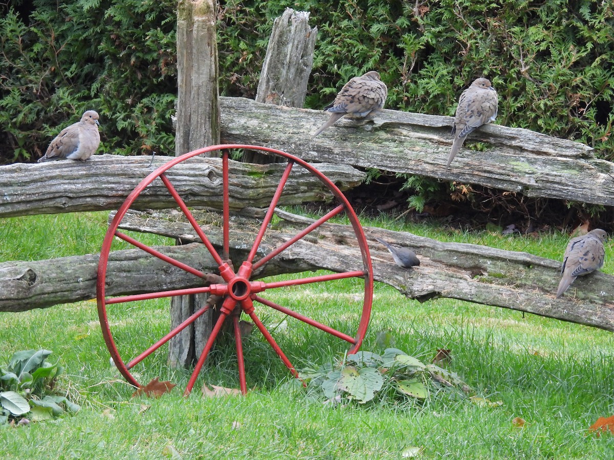 Carolinataube - ML644803197