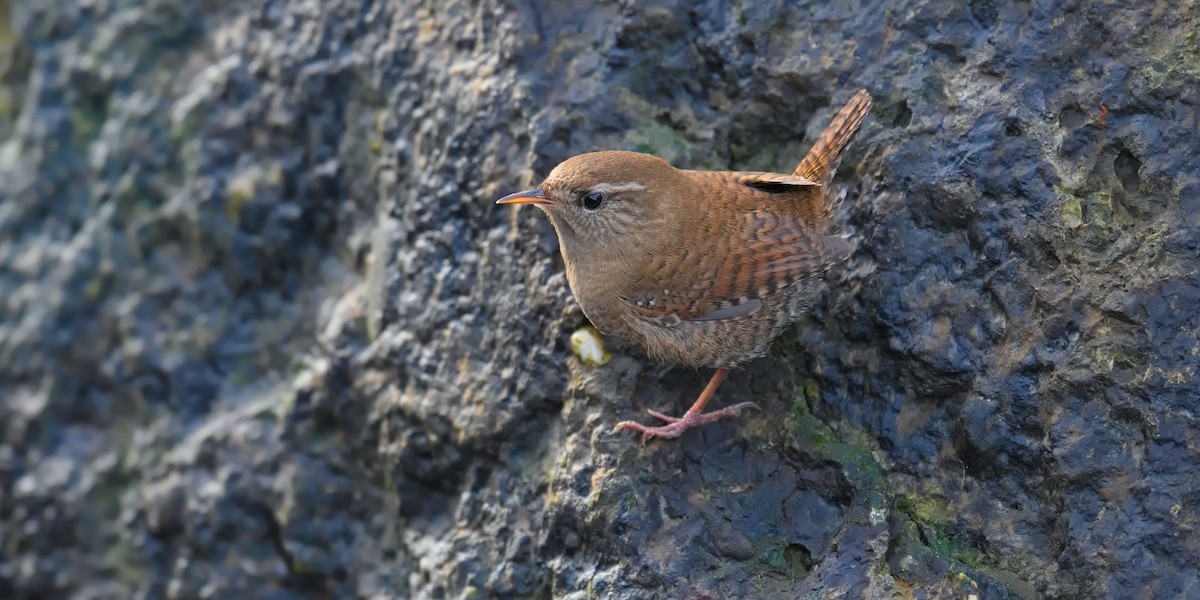 Zaunkönig - ML644803198