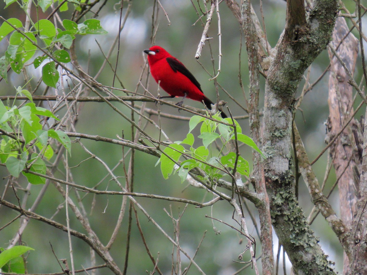 Brasiltangare - ML644803199