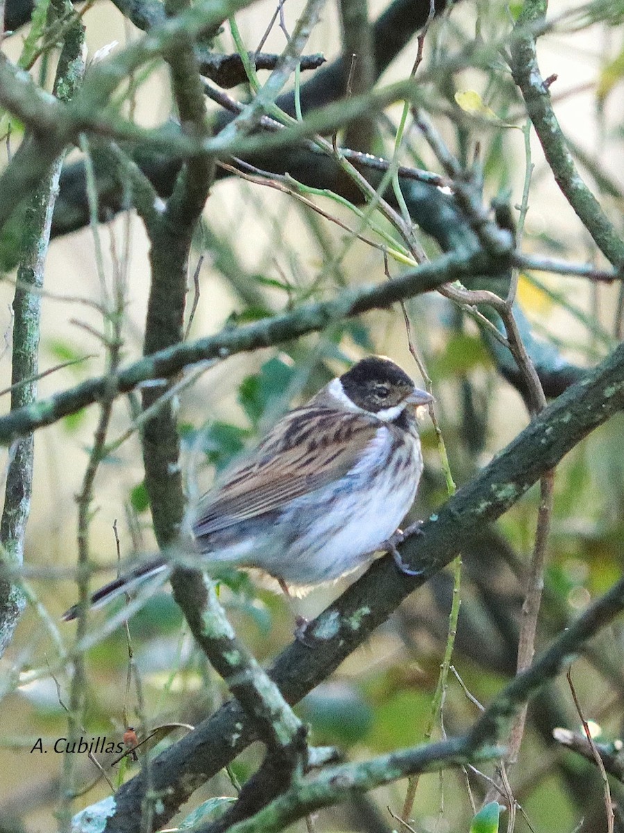 Rohrammer - ML644803200