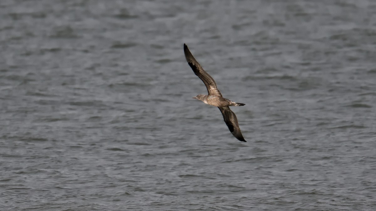 Basstölpel - ML644803203