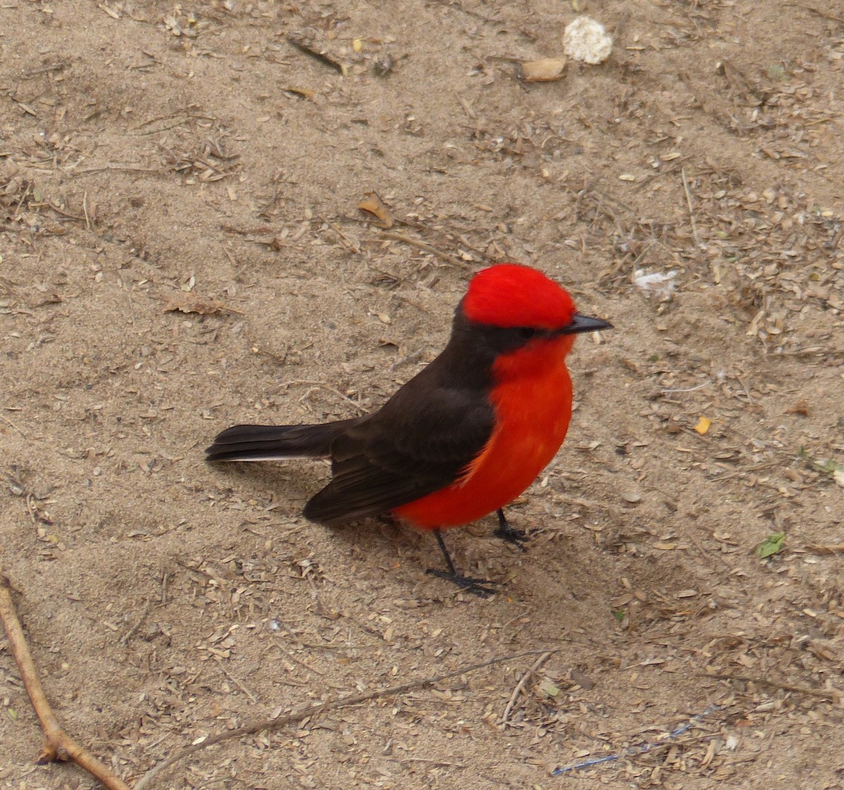 Vermilion Flycatcher - ML644803213