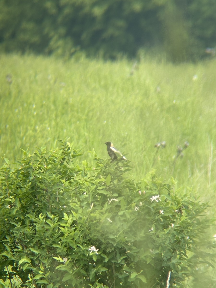 Bobolink - ML644803216