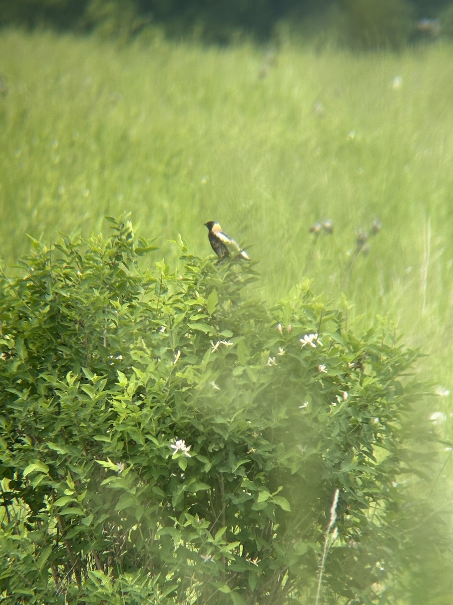 Bobolink - ML644803217