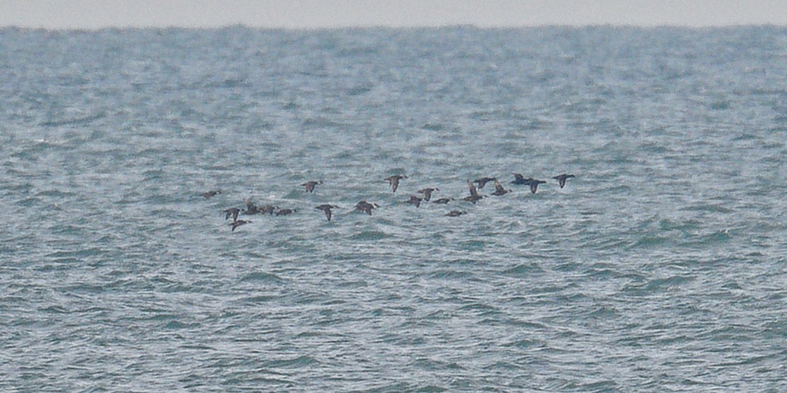 Common Scoter - ML644803220