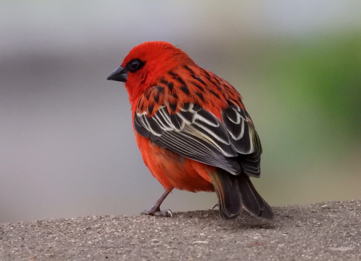 Red Fody - ML644803223