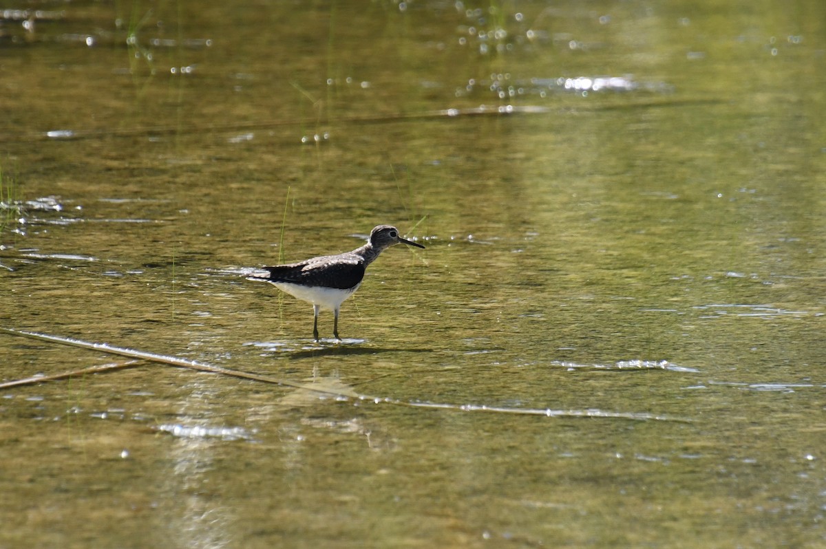Solitary Sandpiper - ML644803228