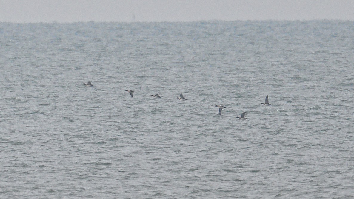 Tarakdiş - ML644803233