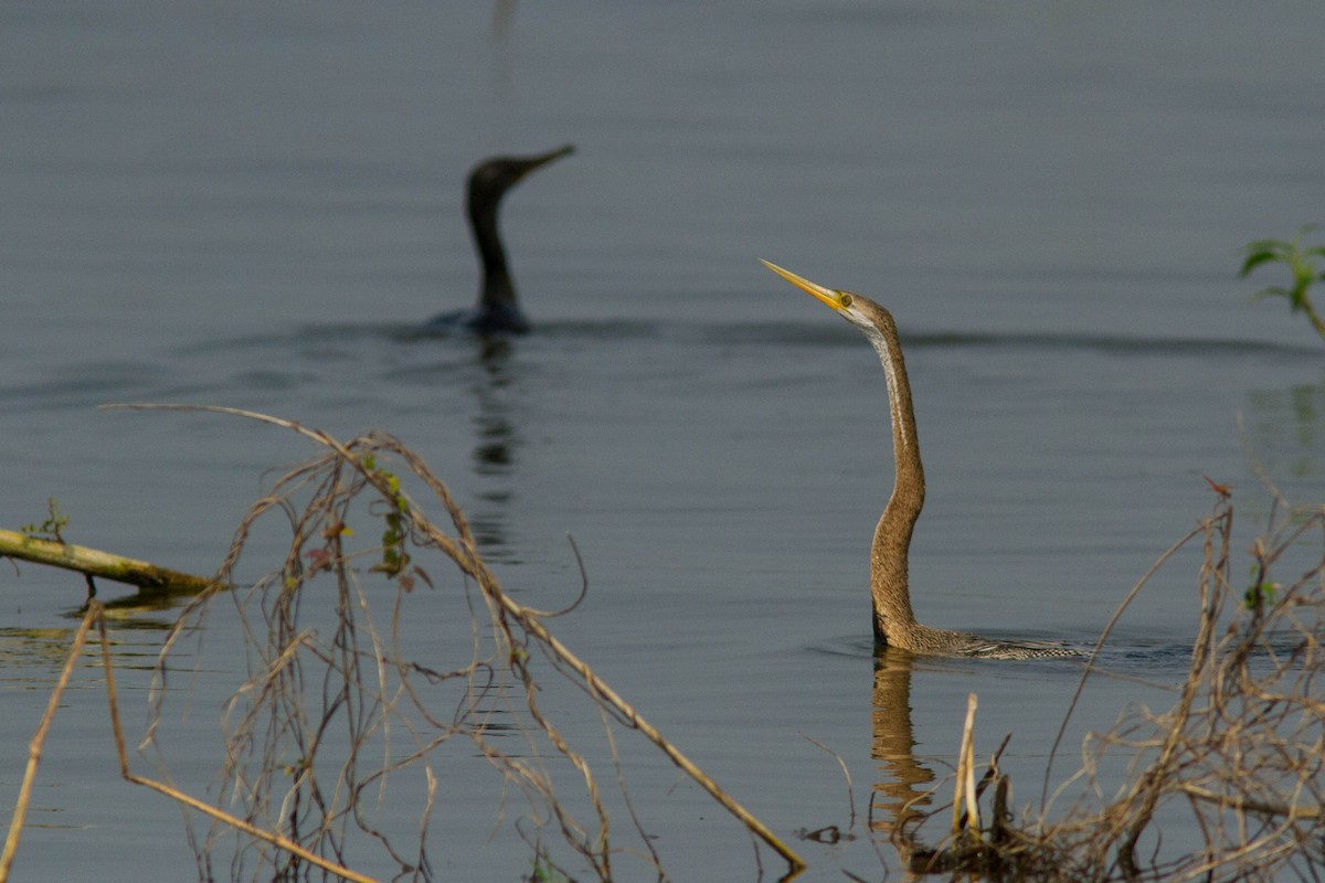 orientslangehals - ML644803235