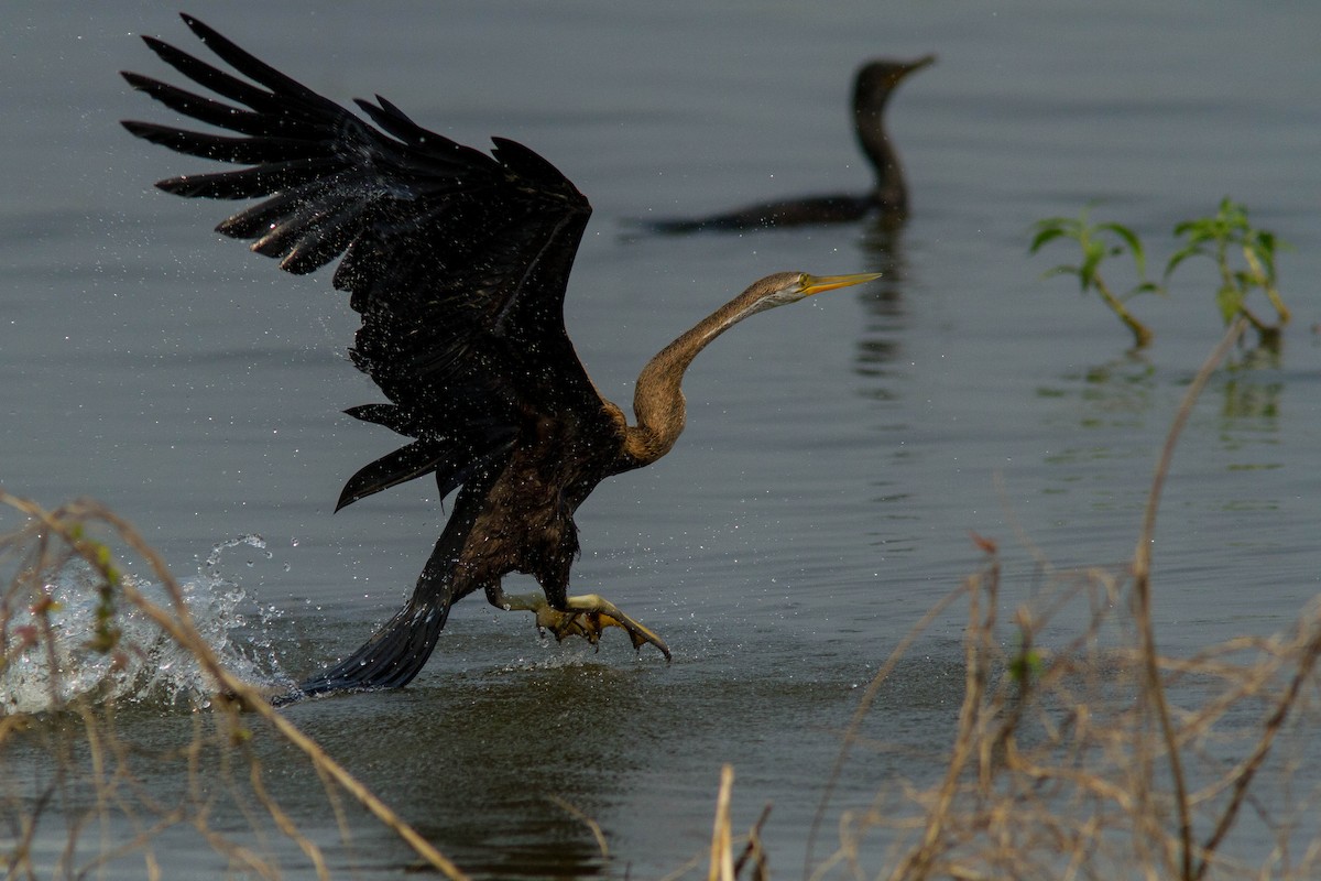 orientslangehals - ML644803236