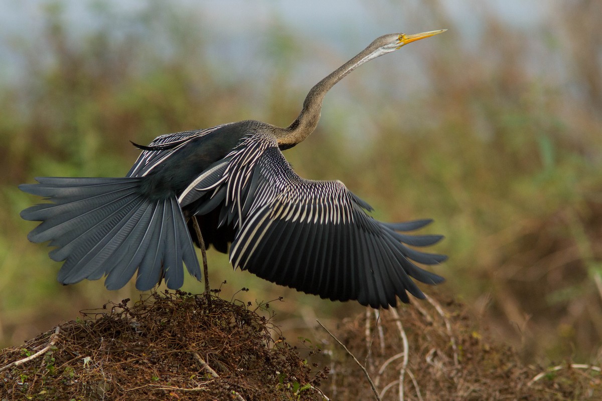 orientslangehals - ML644803237