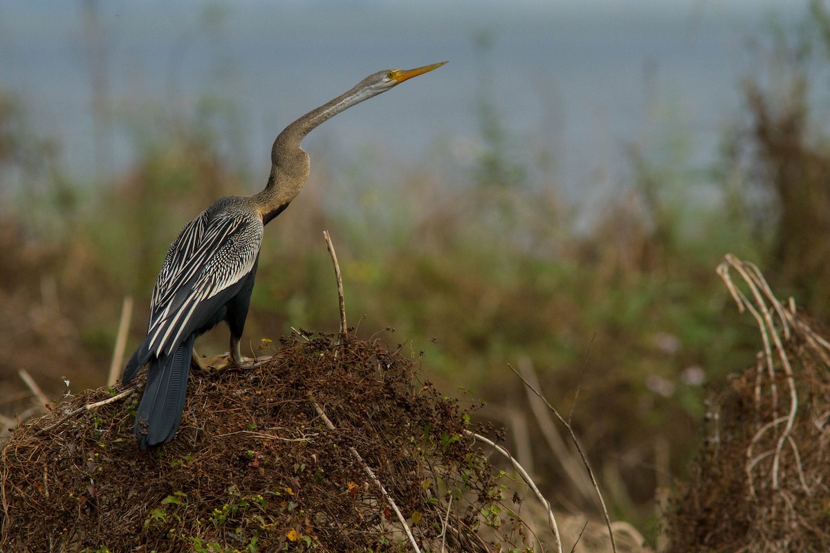 orientslangehals - ML644803238