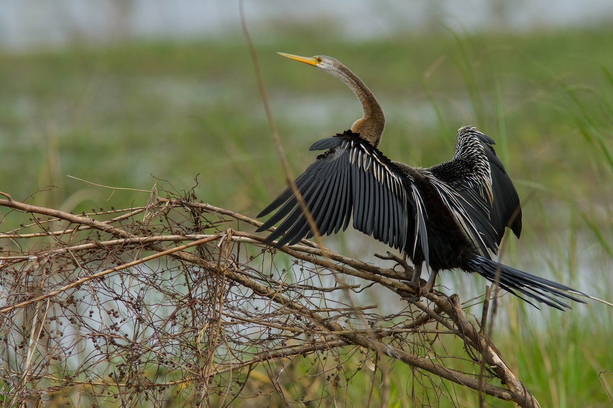 orientslangehals - ML644803239