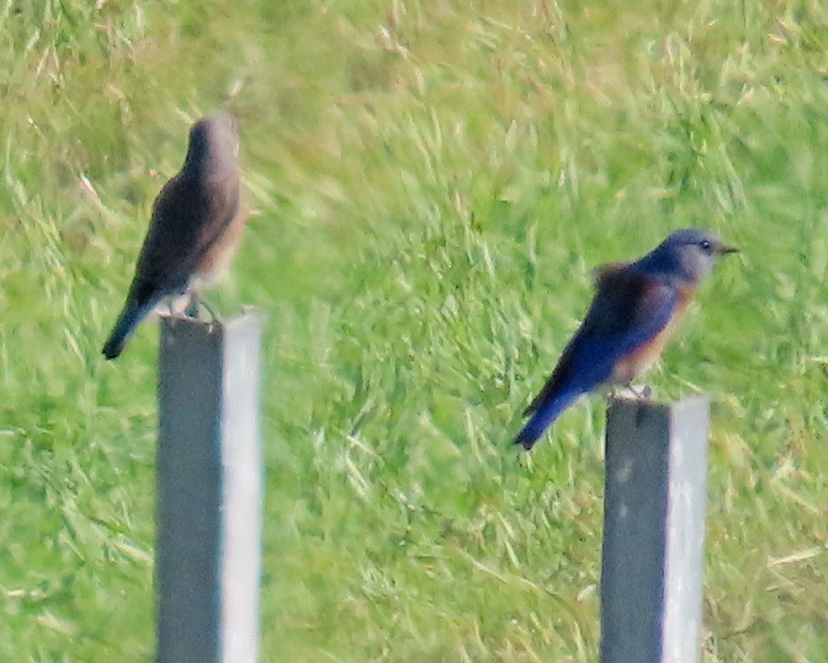 vestblåfugl - ML644803241