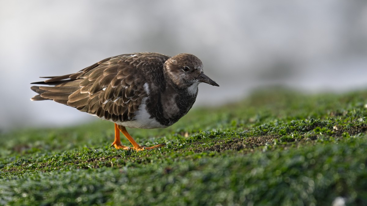 Ruddy Turnstone - ML644803258