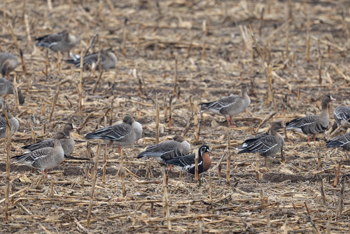 Greater White-fronted Goose - ML644803263
