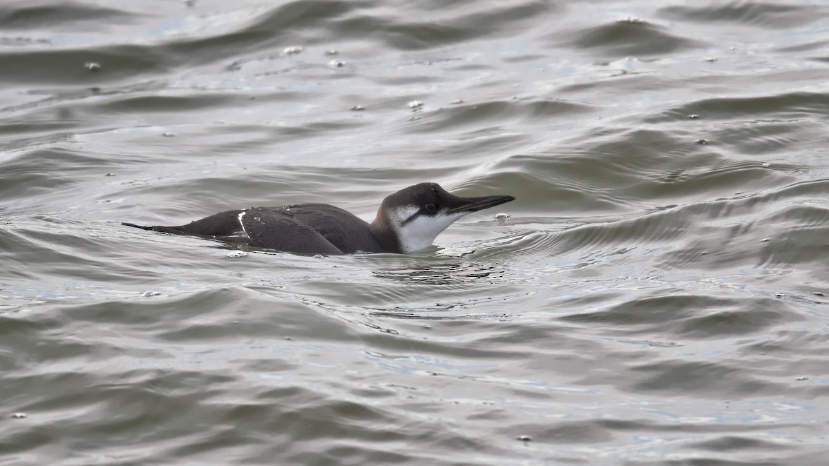 Common Murre - ML644803266