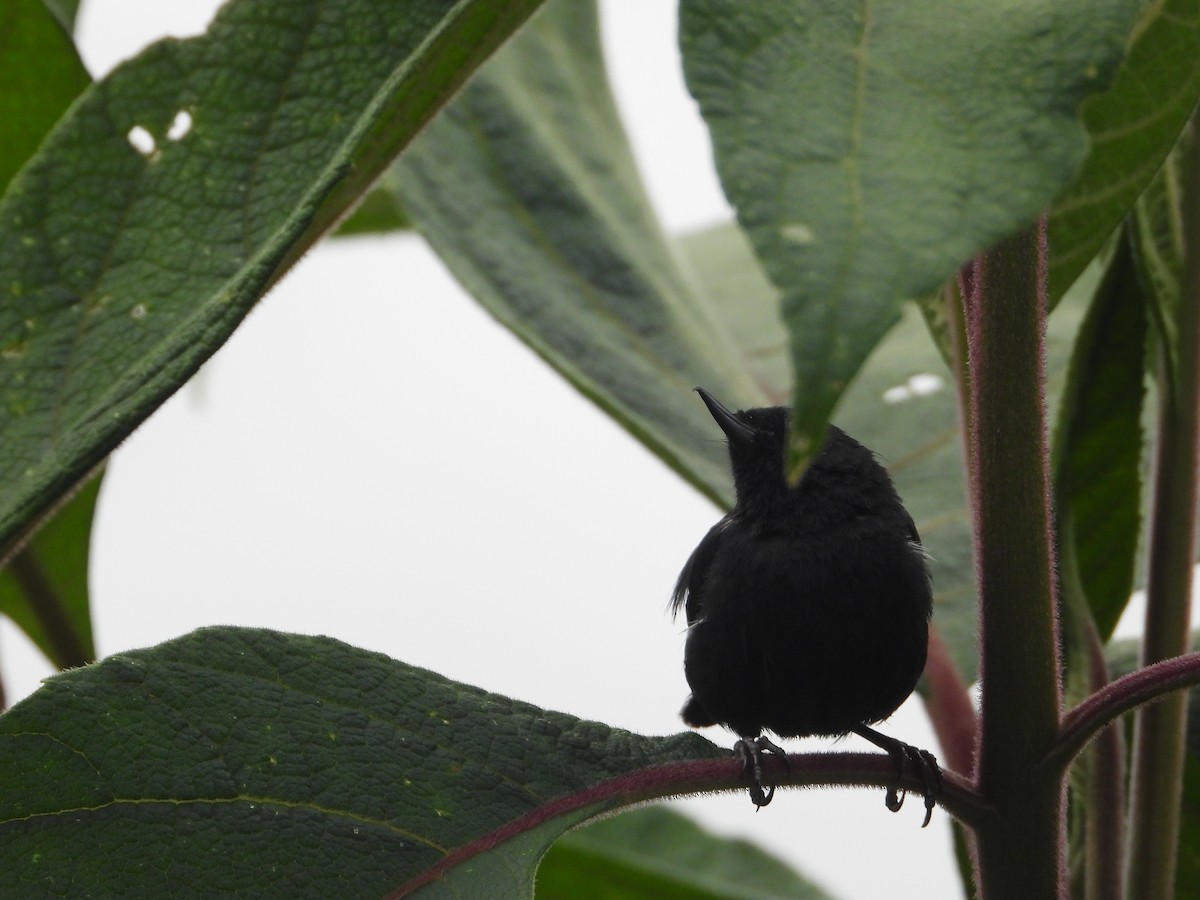 Ak Şeritli Çiçekdelen - ML644803267