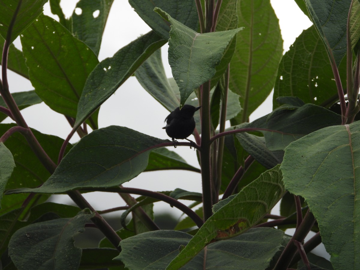 Ak Şeritli Çiçekdelen - ML644803268