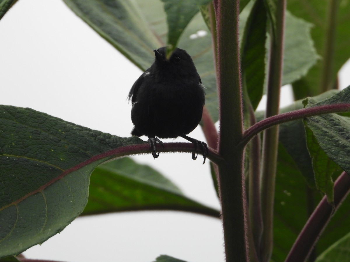 Ak Şeritli Çiçekdelen - ML644803269