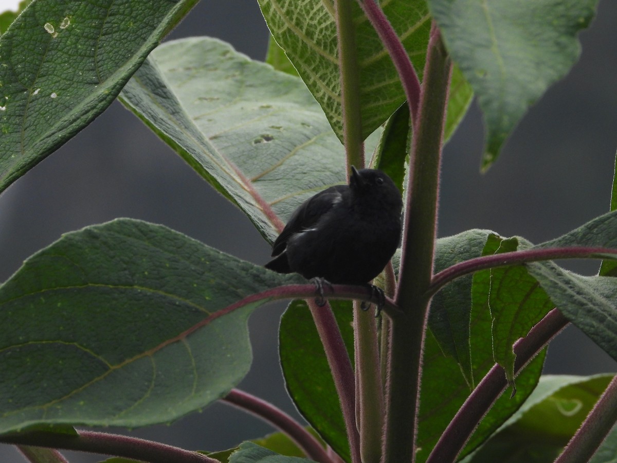 Ak Şeritli Çiçekdelen - ML644803270