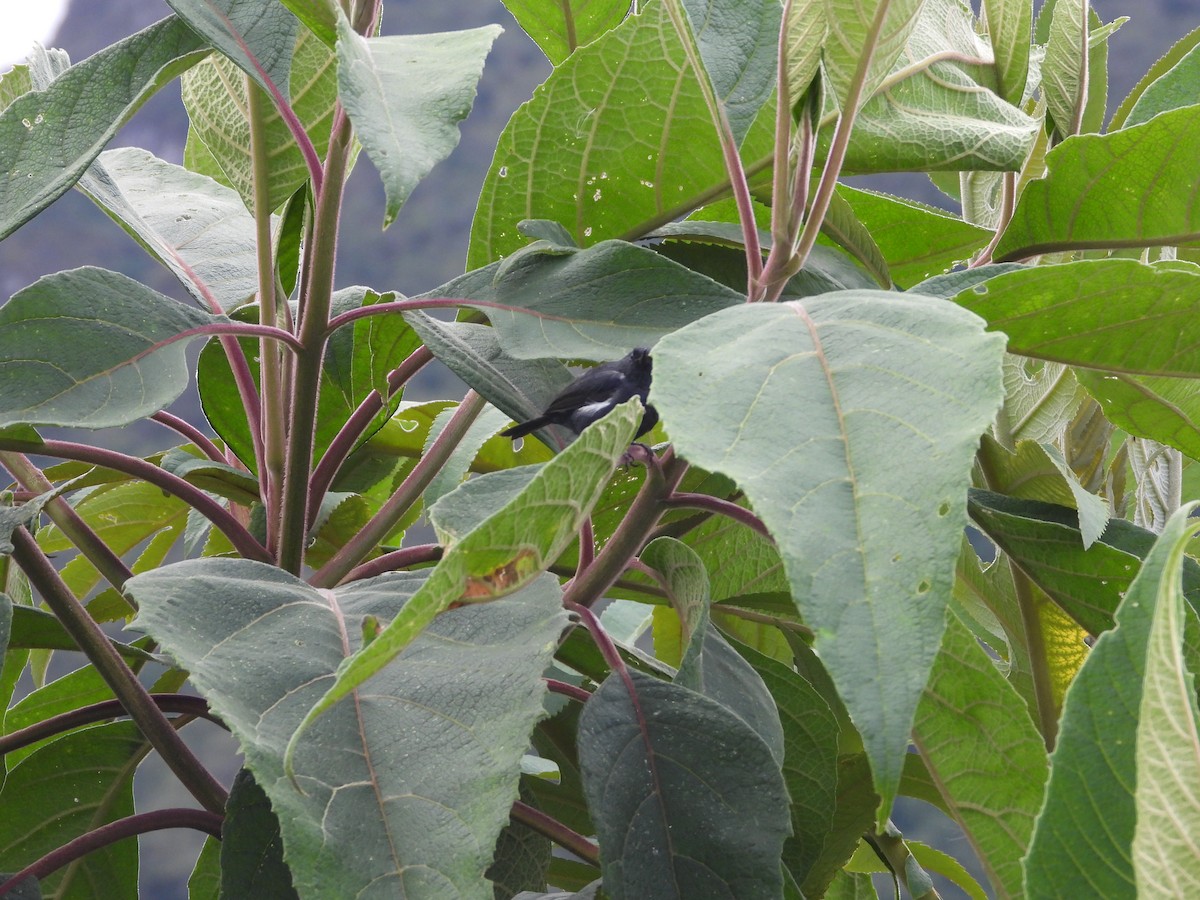 Ak Şeritli Çiçekdelen - ML644803271