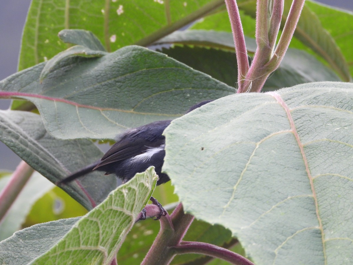 Ak Şeritli Çiçekdelen - ML644803272