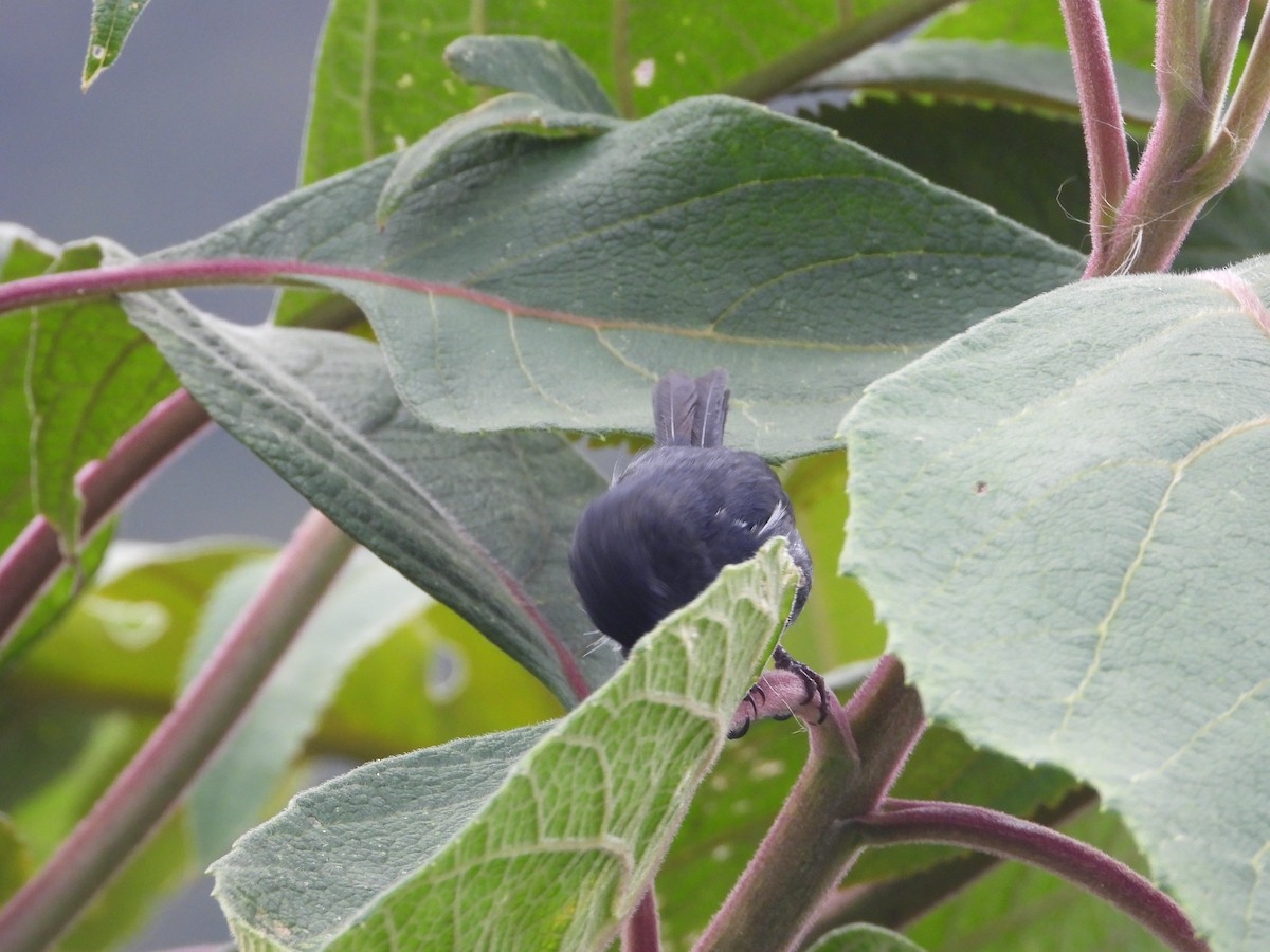 Ak Şeritli Çiçekdelen - ML644803273