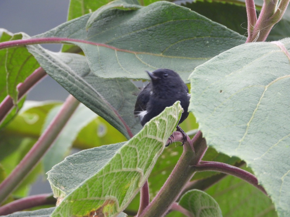 Ak Şeritli Çiçekdelen - ML644803274