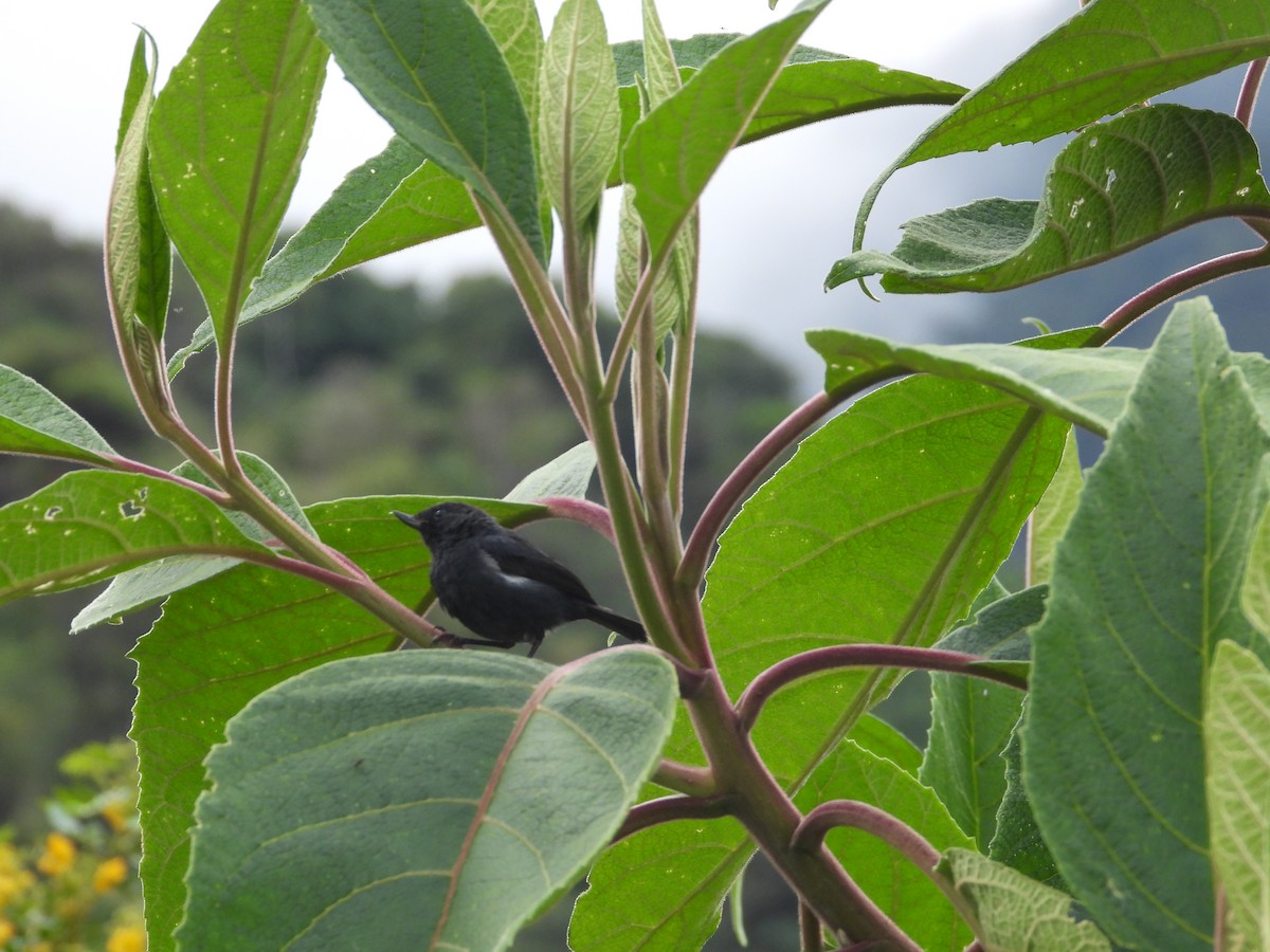 Ak Şeritli Çiçekdelen - ML644803275