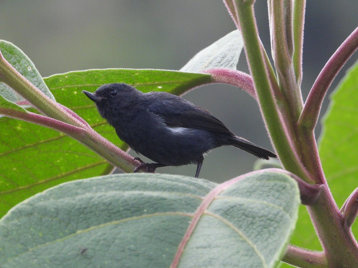 Ak Şeritli Çiçekdelen - ML644803276