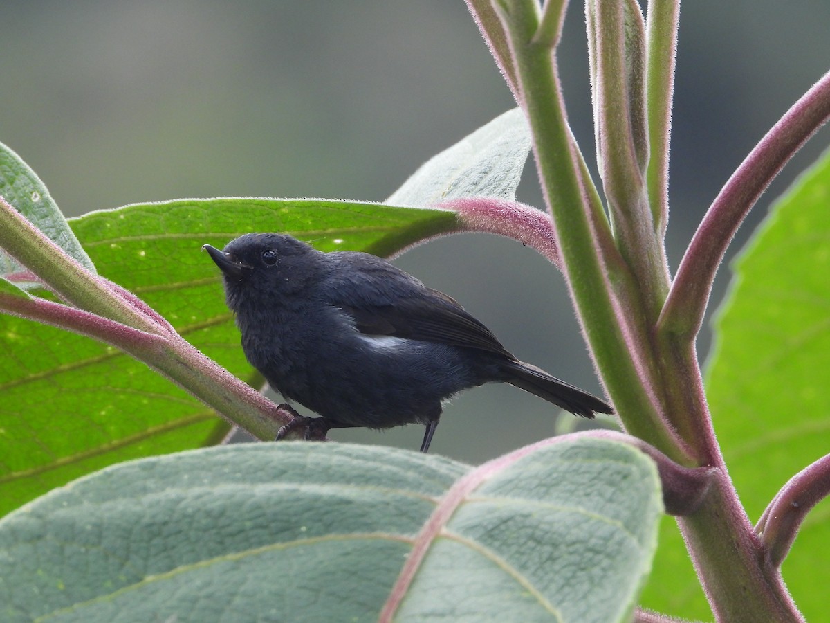 Ak Şeritli Çiçekdelen - ML644803277