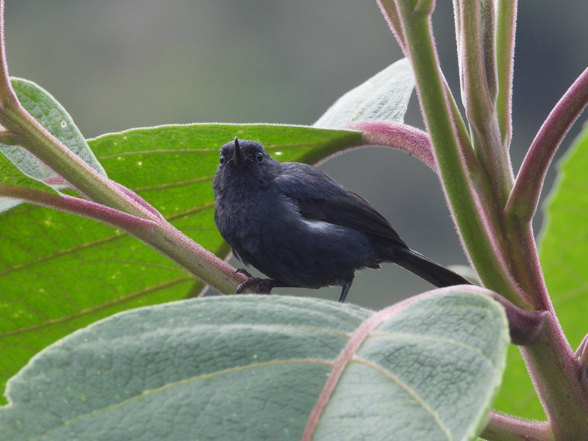 Ak Şeritli Çiçekdelen - ML644803278