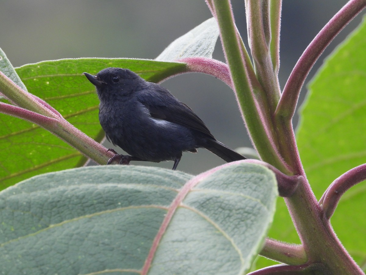 Ak Şeritli Çiçekdelen - ML644803279