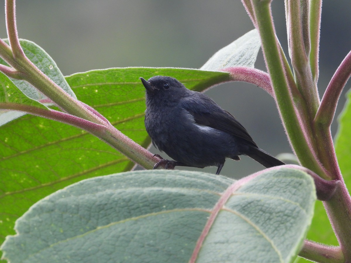 Ak Şeritli Çiçekdelen - ML644803280