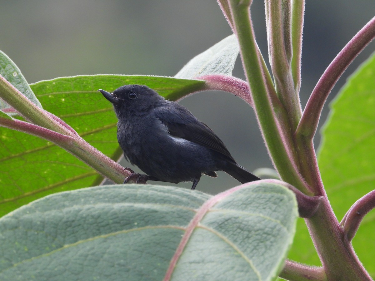 Ak Şeritli Çiçekdelen - ML644803281