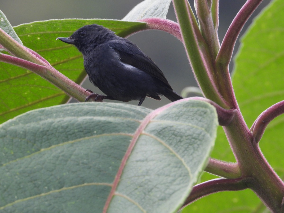 Ak Şeritli Çiçekdelen - ML644803282