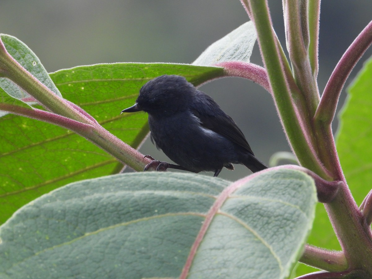 Ak Şeritli Çiçekdelen - ML644803283