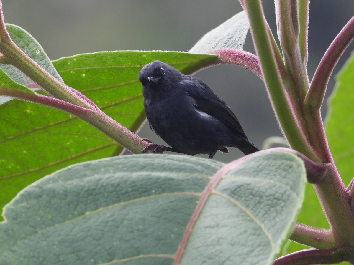 Ak Şeritli Çiçekdelen - ML644803284