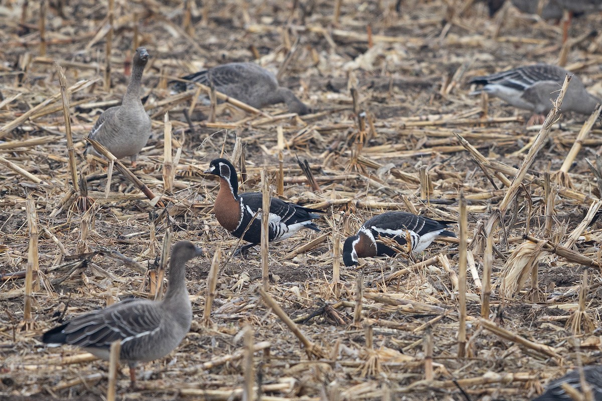 Red-breasted Goose - ML644803285
