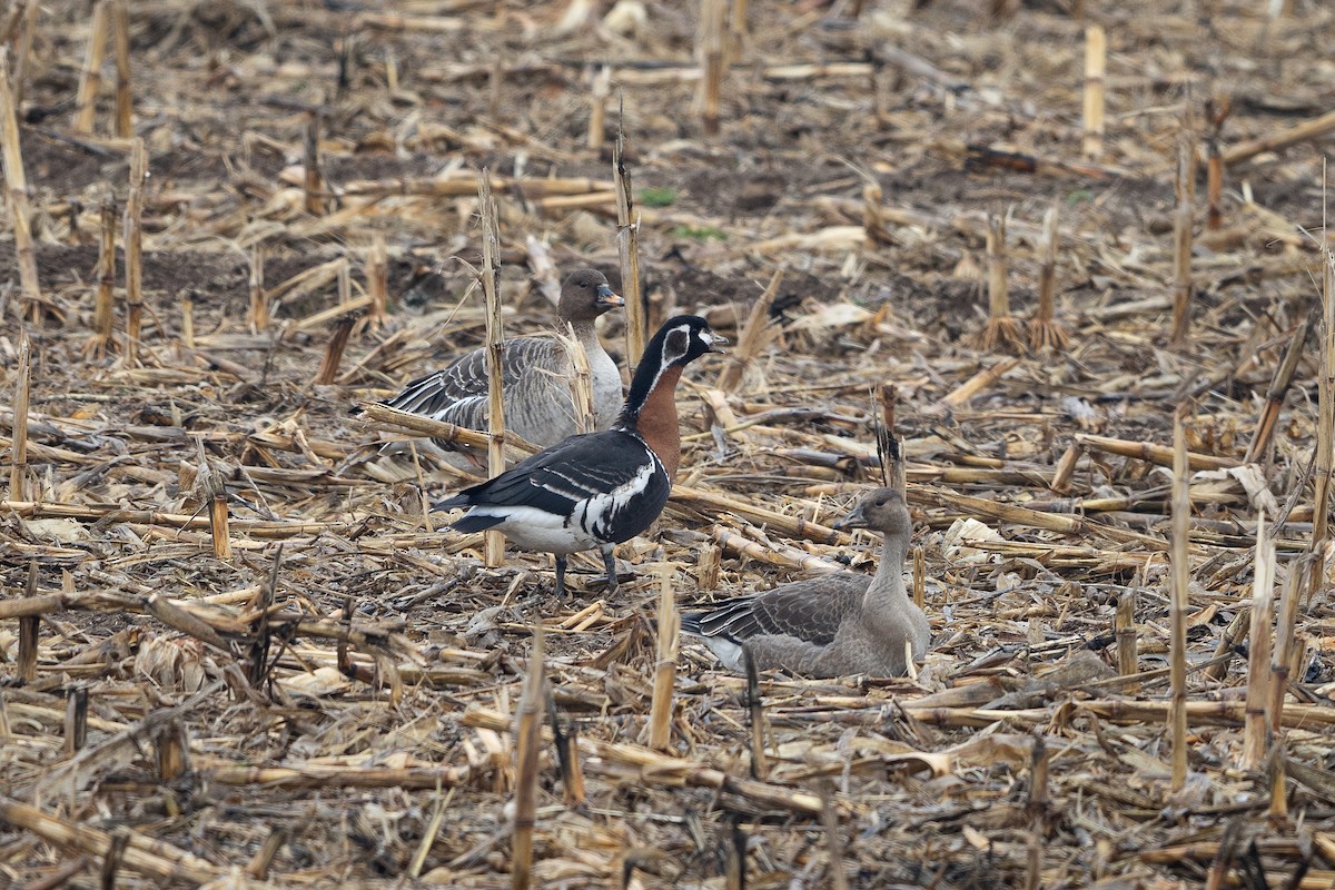 Red-breasted Goose - ML644803286