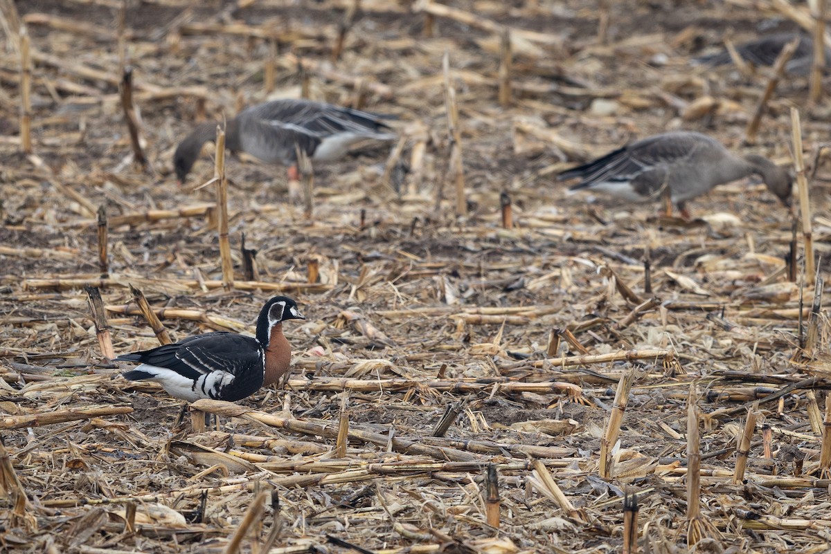 Red-breasted Goose - ML644803287