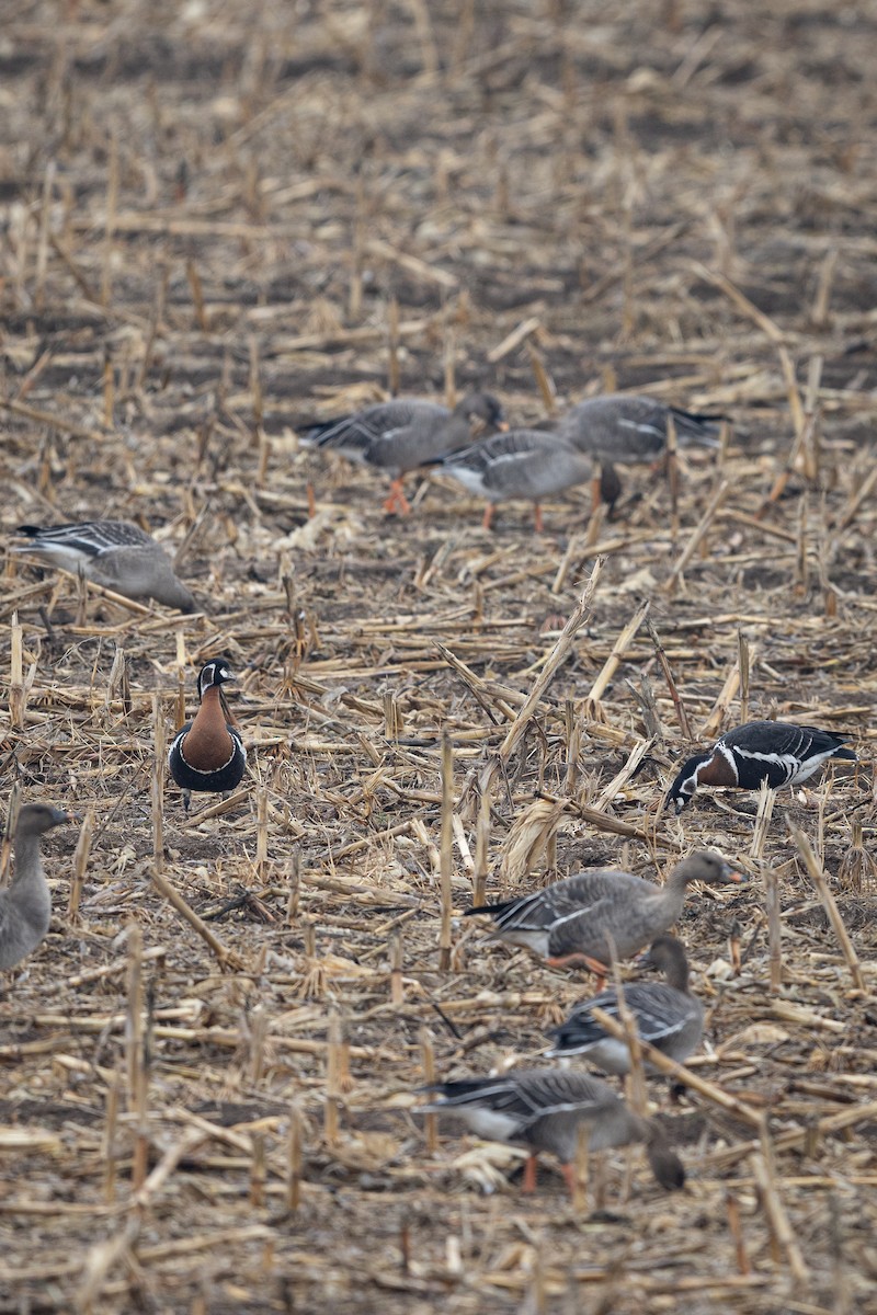 Red-breasted Goose - ML644803288