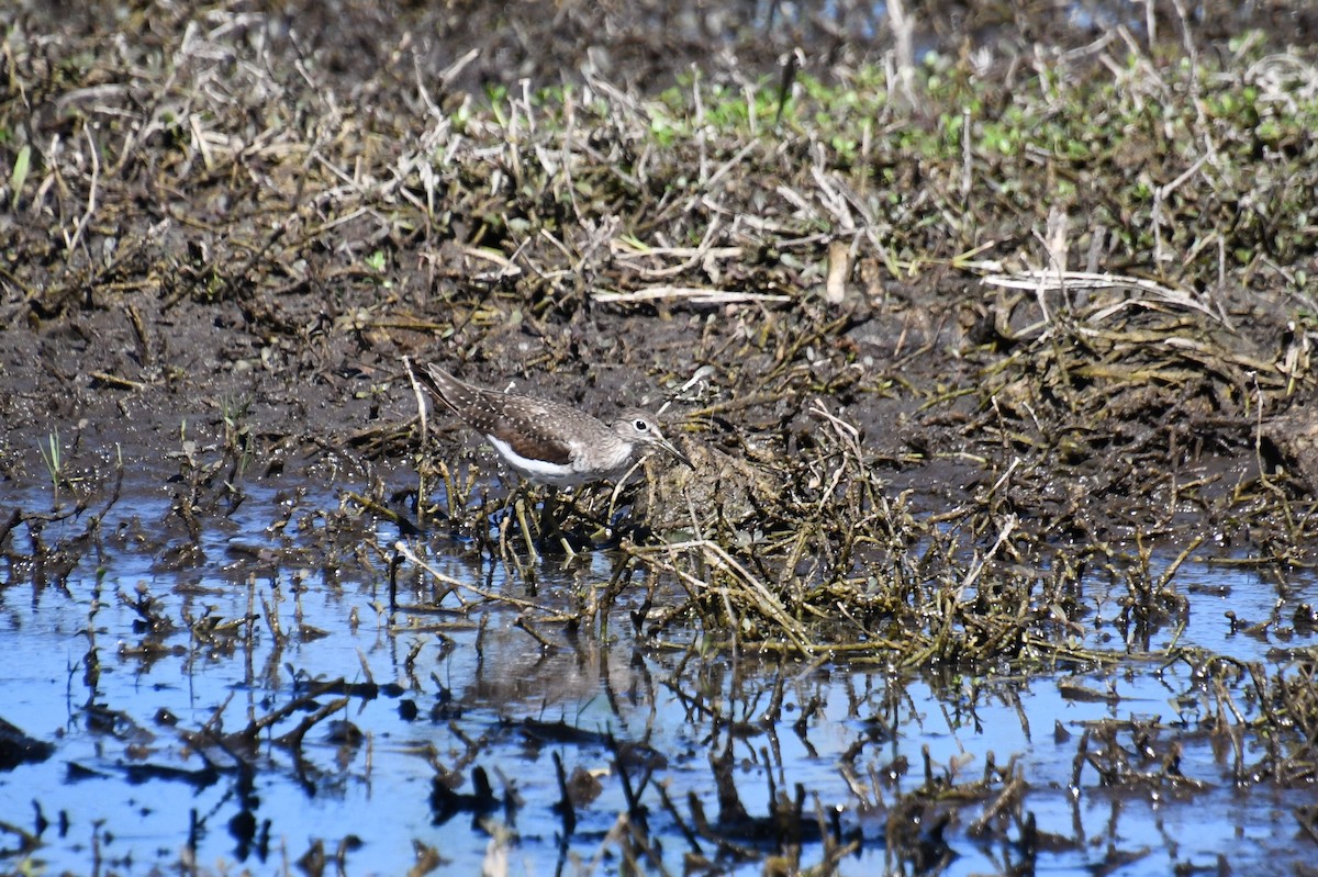 Solitary Sandpiper - ML644803289
