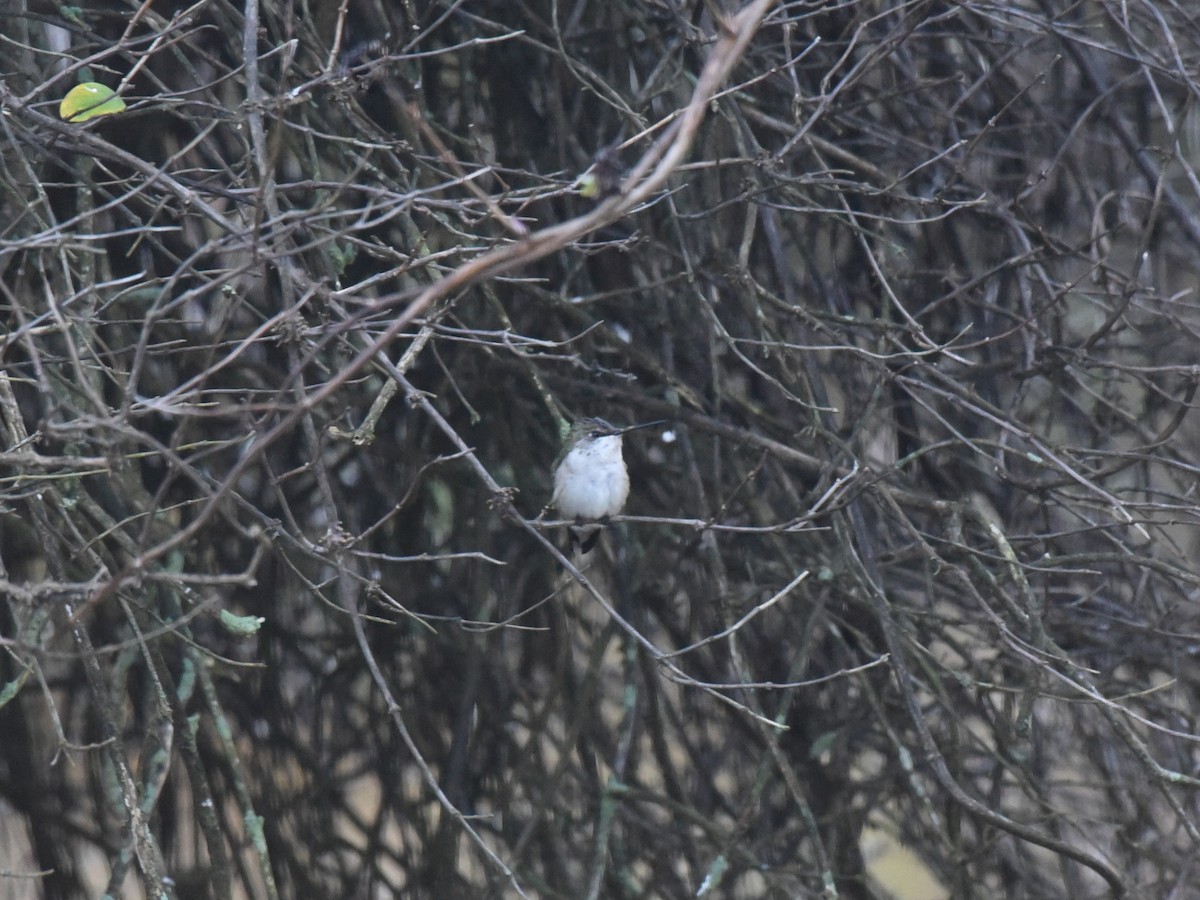 Ruby-throated Hummingbird - ML644803328